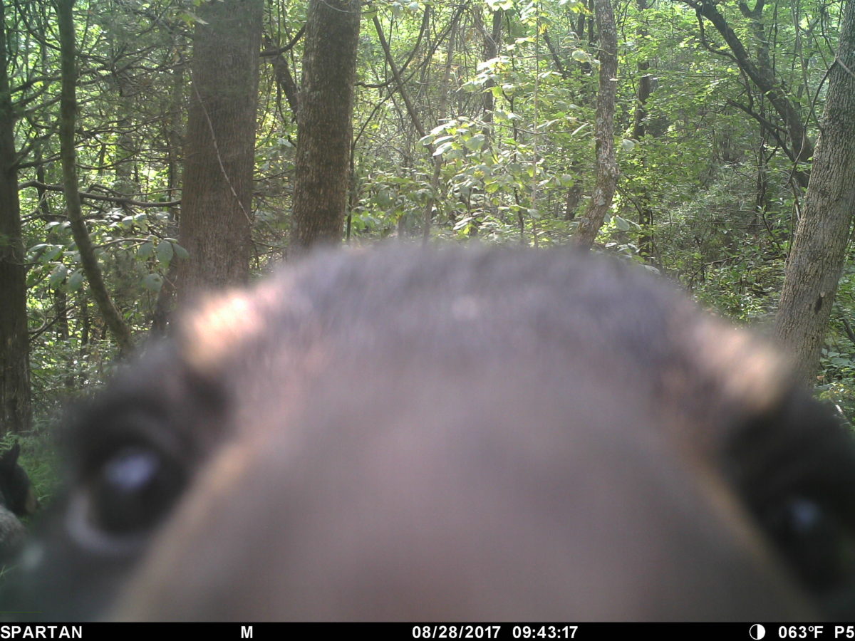 Trail_Cams's tweet photo. https://t.co/vsEuGLX02k