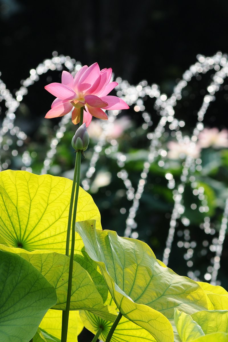 bcss14's tweet photo. 蓮。
Nikon D300
Ai AF Zoom-Nikkor 80-200mm F2.8D ED
#写真 #photography #一眼レフ https://t.co/HcVoQJSOh2