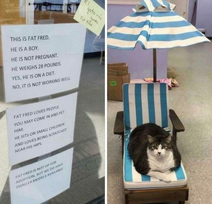 ThatEricAlper's tweet photo. I never needed this much info on Fat Fred, but I love that we now have all this info on Fat Fred. https://t.co/fvNCF6rEoB