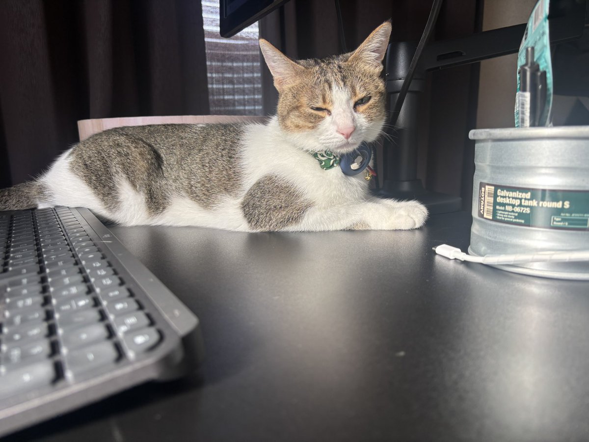 ANASTASIA_ISO's tweet photo. おはようございました
今日は新たなニャンコ丸をお迎えします🐱 https://t.co/1iYaQazAwz