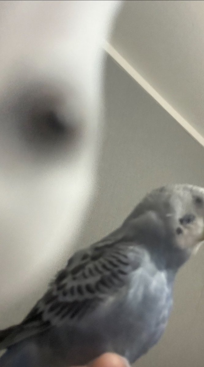 kinokobutter_'s tweet photo. ほげー眠い🙄出勤頑張る
インカメで撮ったインコが青鬼のフワッティーに似てるって言われて笑った
鳥鬼 https://t.co/F7sszqZJF3