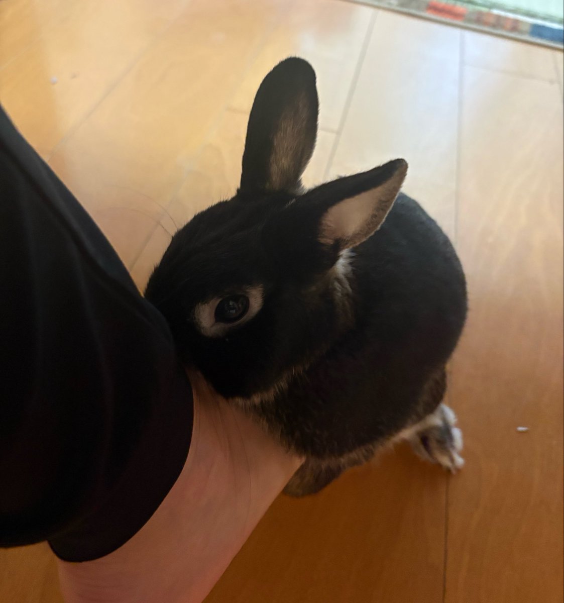 Sango_Kohaku's tweet photo. スリッパ暖かいけど、痛いんですよ。
（マウント取られてる） https://t.co/rTWbAnb0i1