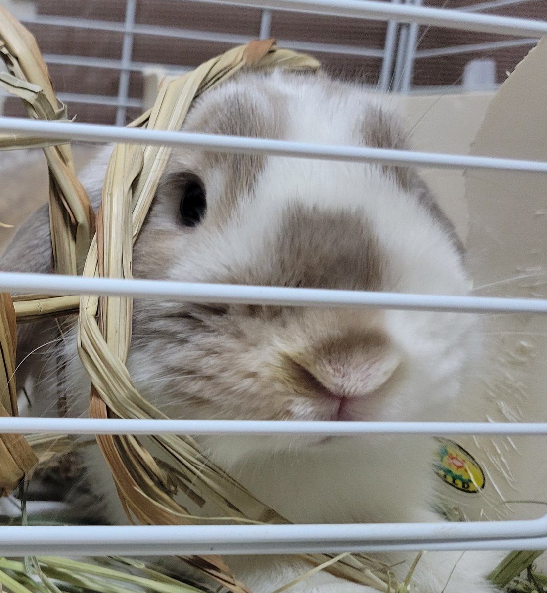 mtn_oic's tweet photo. どうしたらそうなるん？
🐰しらね！ごはん！くれ！ https://t.co/fCFSQ32QeJ
