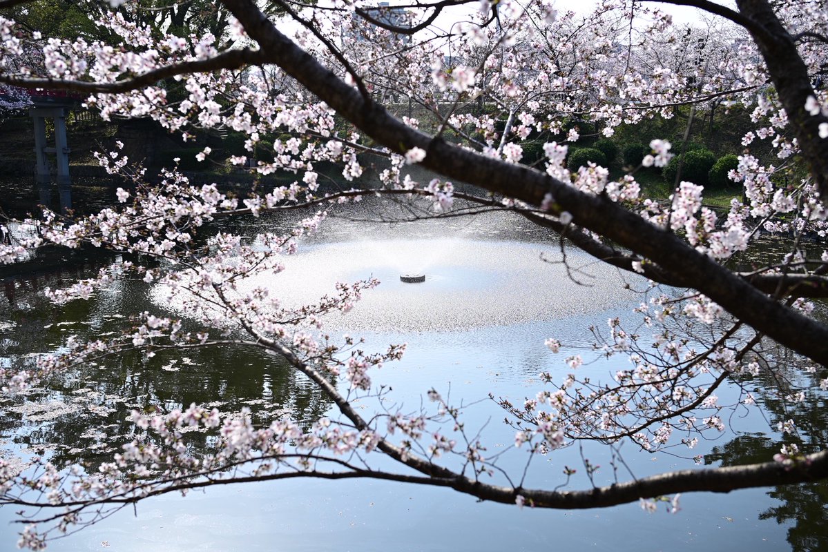 桜