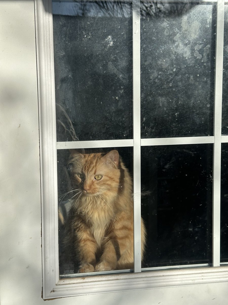 eeatyouryoung's tweet photo. face of a boy returned twice from fosters for being “too mean” they were right. and i love him. https://t.co/blhSK7y3ln