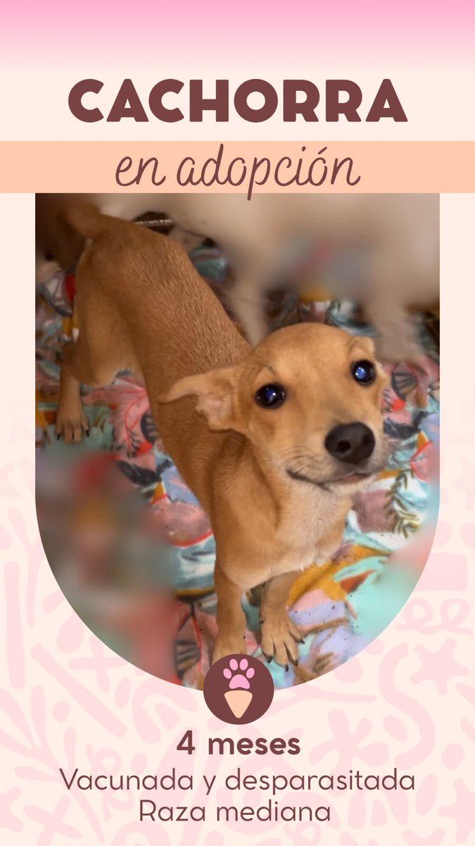 ateandos's tweet photo. Perritos del albergue de Zapallal en adopción, por favor ayúdennos compartiendo para que los bebés puedan tener un hogar, ya hay más de 20 perros adultos en el lugar 🙏 Contacto: 933706120 https://t.co/Yz3459YZuY