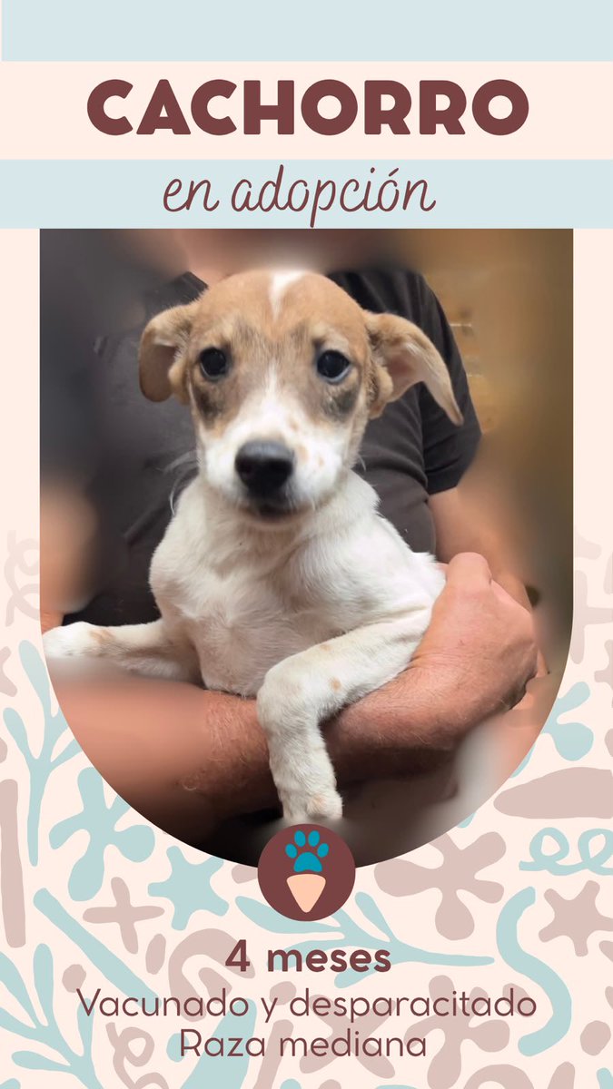 ateandos's tweet photo. Perritos del albergue de Zapallal en adopción, por favor ayúdennos compartiendo para que los bebés puedan tener un hogar, ya hay más de 20 perros adultos en el lugar 🙏 Contacto: 933706120 https://t.co/Yz3459YZuY