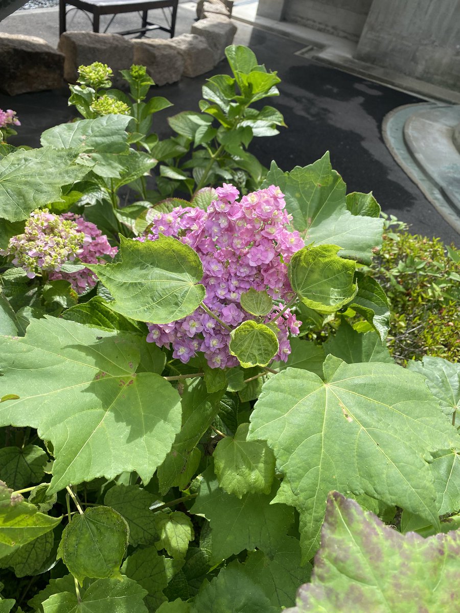 MariaAngelico21's tweet photo. 6月に撮った教会の紫陽花。
恥ずかしがり屋さんなのか、葉っぱの陰に隠れがち。 https://t.co/GnNoWmyvwg