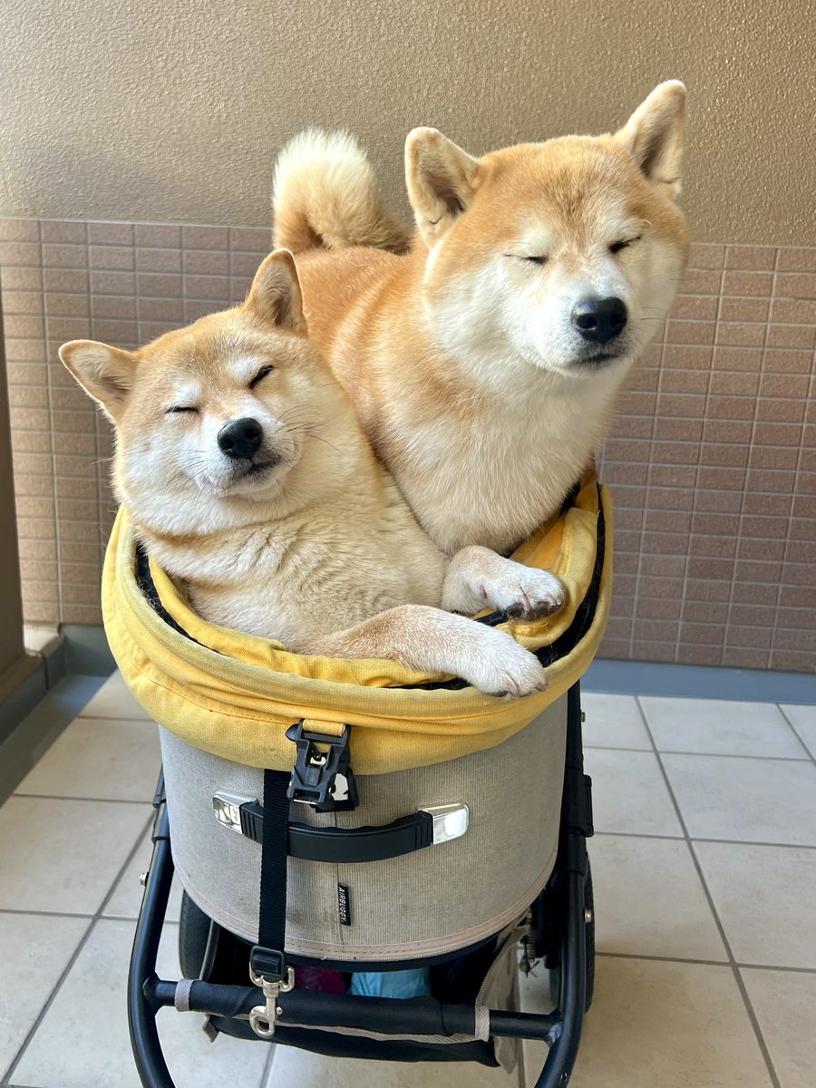 Shibamugi28's tweet photo. おっす！おーっす！ねみぃ💤

#むぎわら日常記録 #シヴァ犬こむぎっす #豆シヴァわらび #柴犬 https://t.co/fwpMHnxFTM