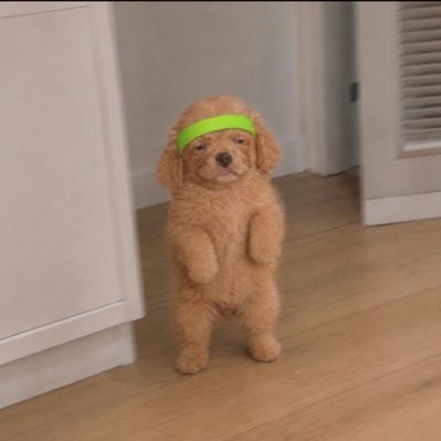 Elochi17's tweet photo. I think $Robin isn’t talked about enough, who thinks of hosting a 7 days back
to back space

The Robinhood Dog. https://t.co/Jg4gDqHBdZ