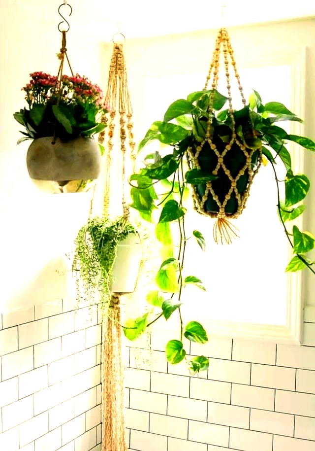DanielSmitan6g's tweet photo. Your pothos will thrive with bright indirect light and water when its top 2 inches of soil feel dry—easier than you think to keep this low-maintenance beauty lush! https://t.co/nVHOmXStm6