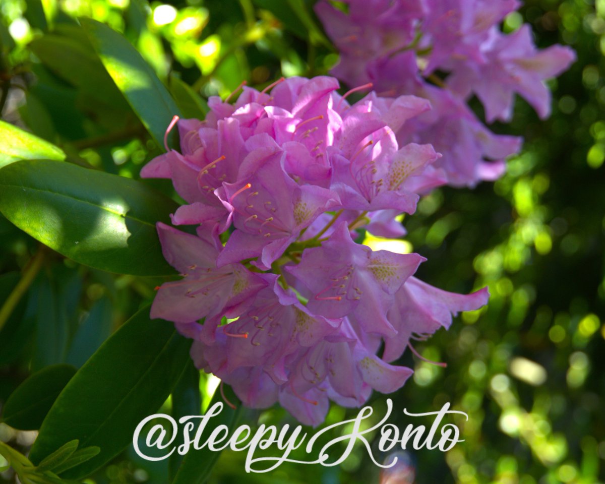 sleepyKonto's tweet photo. 📸 "Dear reader" (Week 6/100)
take one step forward at a time...steady and slow
#photography #poem #poetrylovers #100weekchallenge #photochallenge #poetry https://t.co/Hgw3F8aUeq