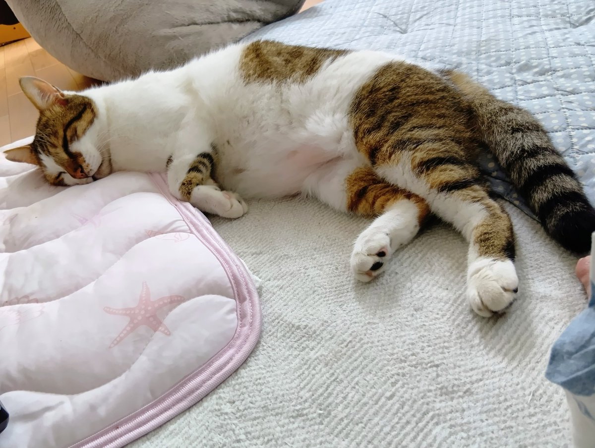 cyousuke_mame's tweet photo. 今のみこ
#ねこ 
#ねこのいる暮らし𓏲𓎨 
#ねこかわいね
#保護猫と暮らす 
#元野良猫 
#頭だけひんやりマット
#蒸し蒸ししてぐったり https://t.co/LPxCuwxk4t