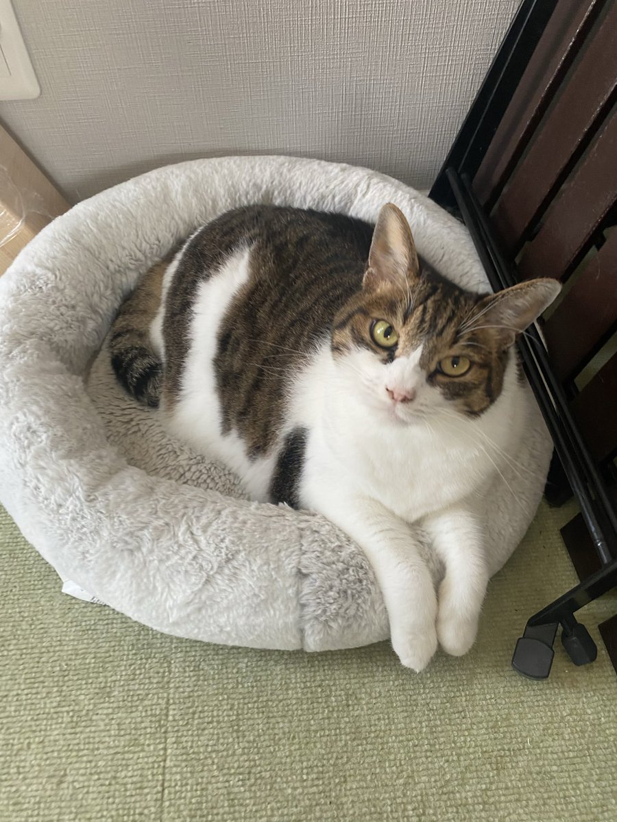 Cat1221's tweet photo. 涼しい時間は屋上の番ニャンのキジシロちゃん🐱
気温が上がると涼しいリビングへ降りてきます🎐 https://t.co/RwswwLAOvu