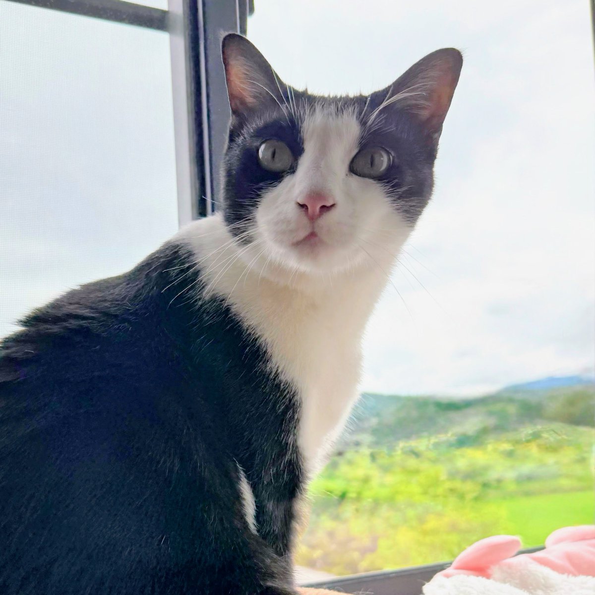 おはニャンございます ^ ̳. ̫ . ̳^ฅ゛ 素敵な土曜日をお過ごしください♡