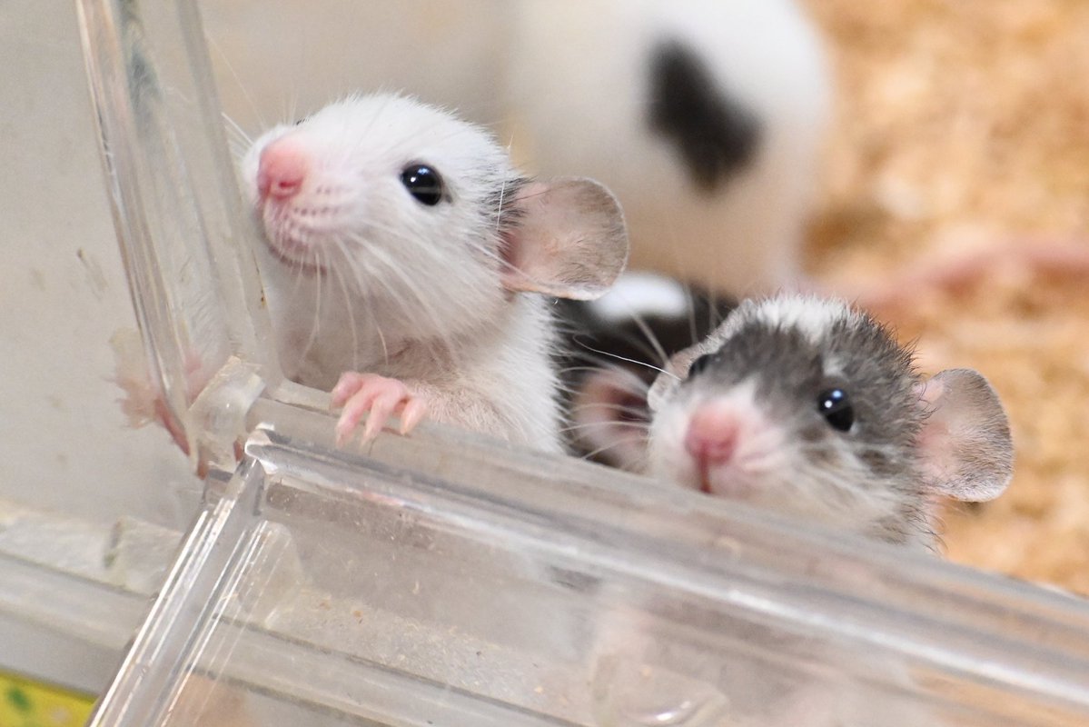 futoshito523's tweet photo. 来週のエキゾチックレプタイルエキスポに連れていくおちびラットちゃん達です🐭
パパがレッキスなのでちょっと毛質がレッキスっぽい子もいます😊
早い者勝ちなので選びたい方はぜひ初日に見に来てください😌 https://t.co/JP5fCNTmLW