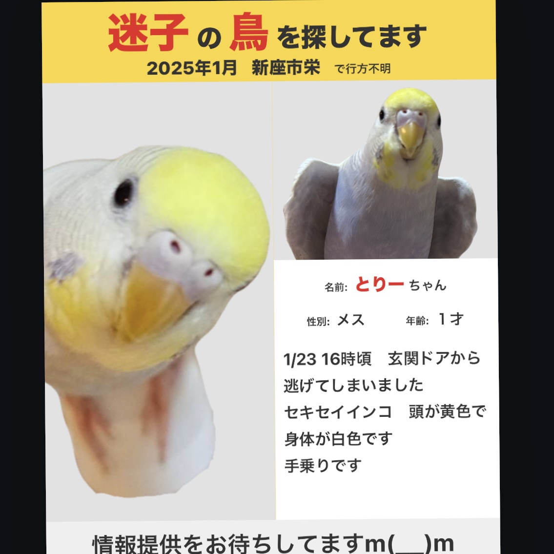 toritorikawa123's tweet photo. 去年の1/23 16時頃  埼玉県　新座市　セキセイインコ探してます  目撃情報などあれば ご連絡いただけると嬉しいです  インコ　新座市　西東京市　朝霞市　練馬区　迷子　埼玉県　東京　保護  #インコ #迷子 #保護鳥  #拡散希望 #セキセイインコ #迷子鳥 #埼玉県 #新座市 #練馬区 #西東京市 https://t.co/7OFsqKtnfc