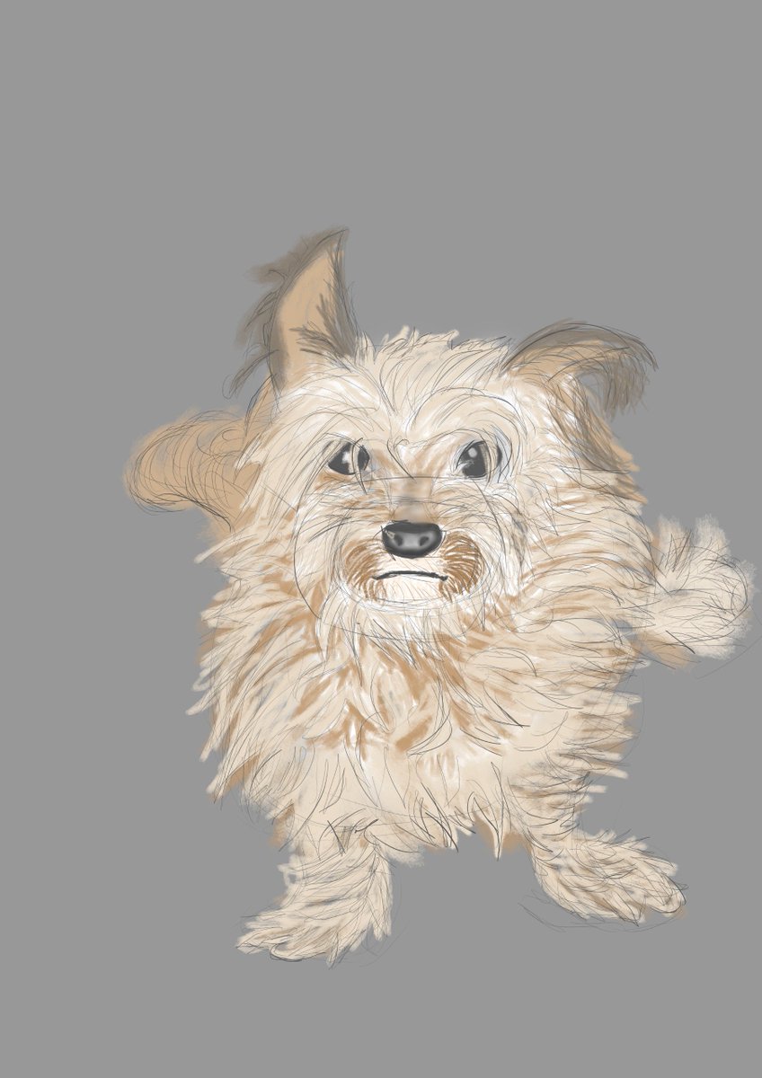 rokyayala20's tweet photo. Día 163 mejorando mis dibujos (lo subo hoy por qué mañana no voy a poder ) quise probar algo nuevo asi que dibuje a mi perrito #ArtisticDog
#DogDrawing #Ilustracion #DigitalArt https://t.co/caEmjTrPqO