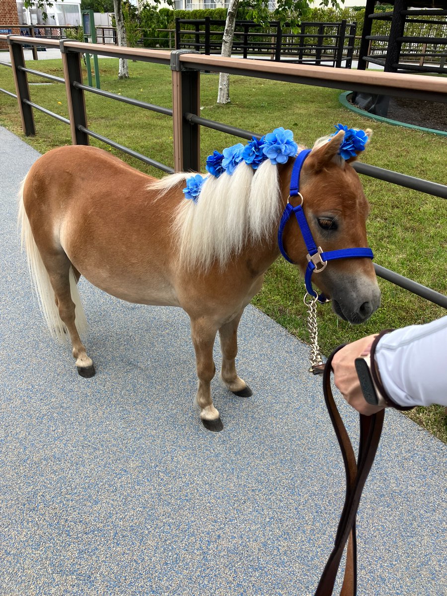JRA_Hakodate's tweet photo. ＼ おめかししちゃいました 🎀 ／

函館競馬場にいるミニチュアホースの「ジュンタ」「コハク」🐴
頭やタテガミにかわいい飾りを付けてもらって、ご機嫌な様子をおすそ分けします✨

#WELOVEHORSES #函館競馬場 https://t.co/oi5maDIa9m