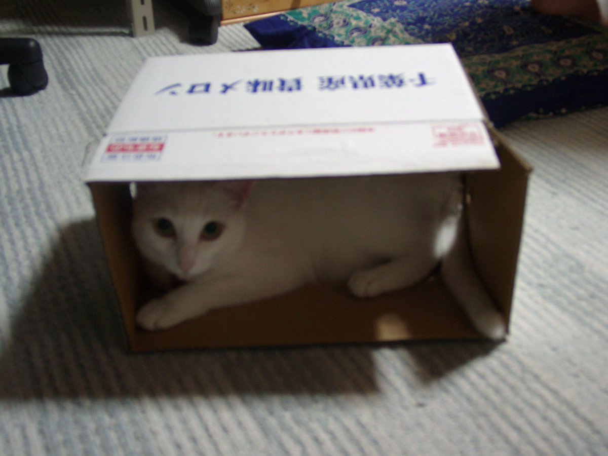 メロンにしては白いような… #すえぞぅさん（当時3歳2ヶ月） #白猫 #24