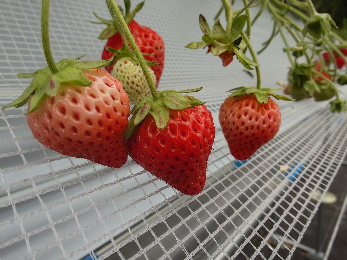shumari2005's tweet photo. #イチゴ狩り 🍓 #丸北農園 https://t.co/Q4lBf42NlD