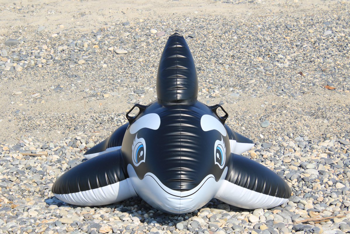 前のモデルの黒シャチ。 やっぱりこれじゃないとダメ🙅‍♂️ Pool toys
