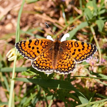 VividProwess's tweet photo. On April 4, 2025, the beautiful Jerusalem butterfly was officially renamed Ariel in Israel to honor the memory of Ariel Bibas. 🧡

A butterfly now carries his name forever. https://t.co/kfItQotPPv