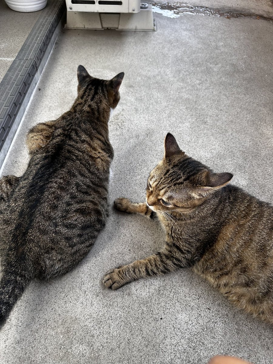 303Catlab's tweet photo. おはようございます。
暑くなる前にベランダで日光浴
#303CATLAB
#猫
#猫がいる幸せ 
#猫のいる暮らし https://t.co/GB2dRExv97