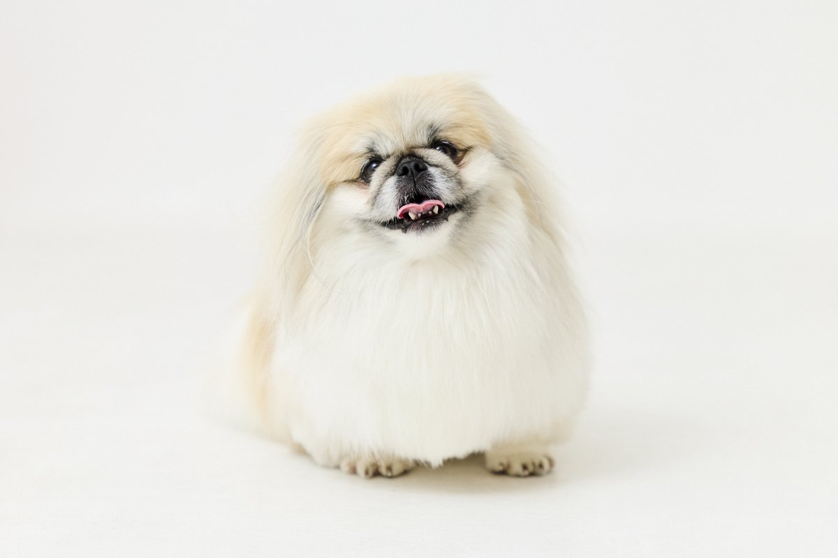 ペキニーズのぺー太 (@peta2020711) / Posts / X