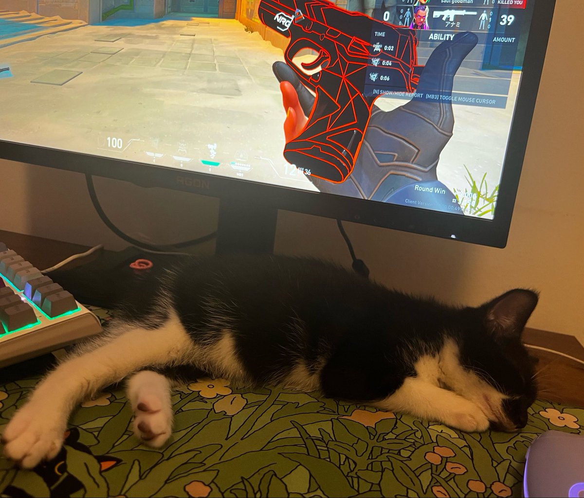 luziabellee's tweet photo. my lil valo duo's 🥹 (i'd like to point out every time i moved my mouse pingu would bite the wire yet somehow i still match mvp'd) https://t.co/cDmQfjPgaz