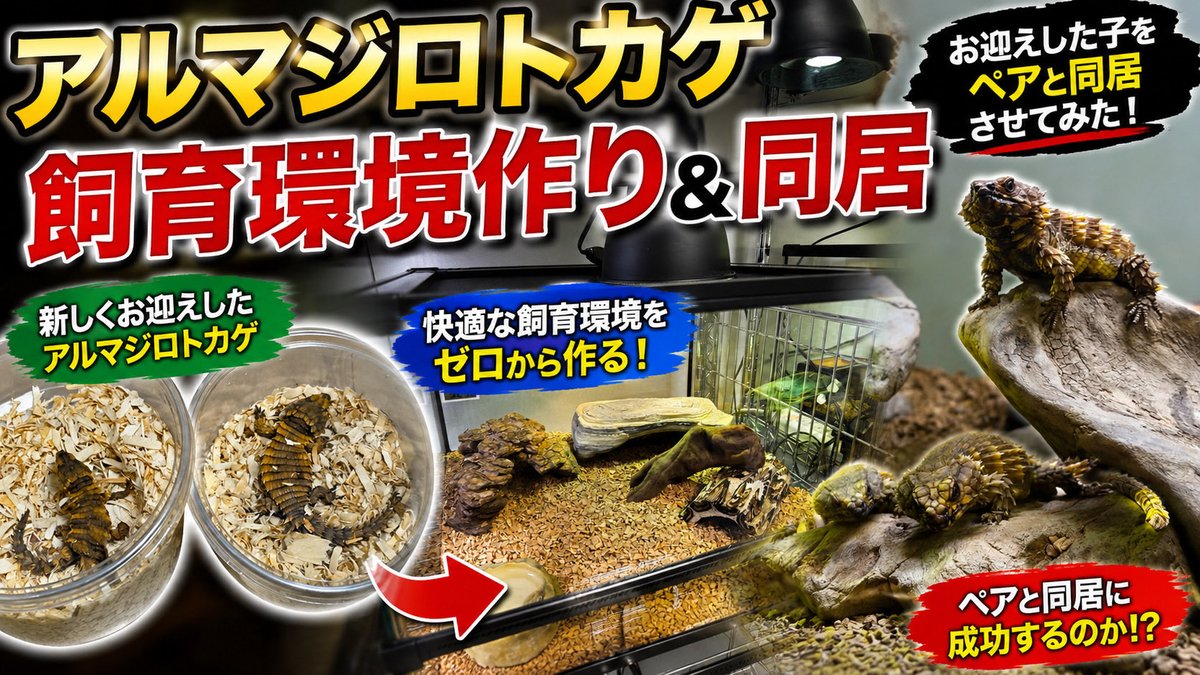 Taki__Channel's tweet photo. ⭐️YouTube更新！

【レプタイルズフィーバー2026】新入りアルマジロトカゲを迎えたので、飼育環境作り＆ペアと同居！【後編】 https://t.co/8ci2rKphHQ

ついにまたやってしまいました！🤣✨
お迎えしたアルマジロトカゲの色々をやっていきます！！

#アルマジロトカゲ
#爬虫類 https://t.co/z4YOnE7DJP