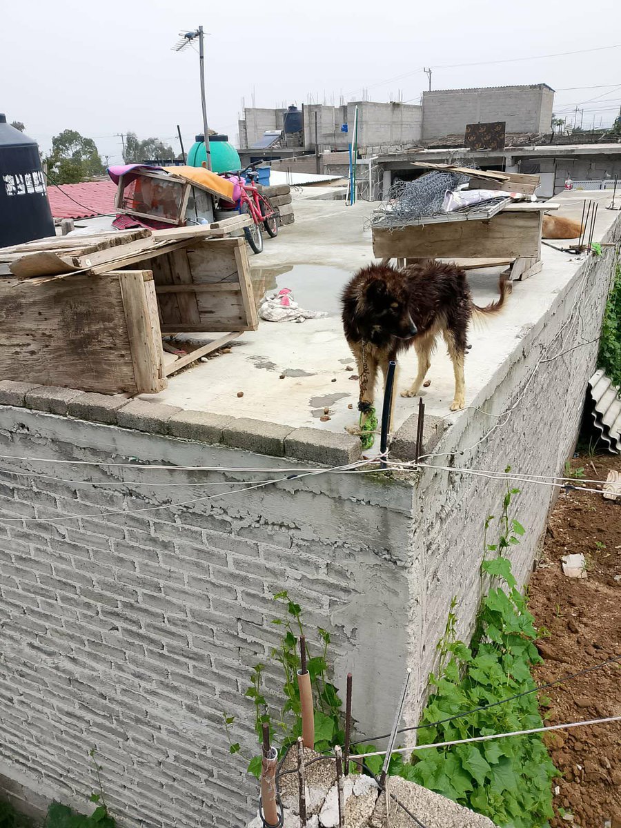 LosDeIxtapaluca's tweet photo. 🚨 URGENTE | Jiménez Cantú, Ixtapaluca Edomex:

Dos perros abandonados en azotea a la intemperie, sin alimento. Eran 3, uno ya murió por reporte ignorado.

@PROPAEM @FiscaliaEdomex y Municipio de Ixtapaluca. ¡Propiedad privada NO justifica crueldad!

#NoAlAbandono #DenunciaAnimal https://t.co/2rqVjnNh2x