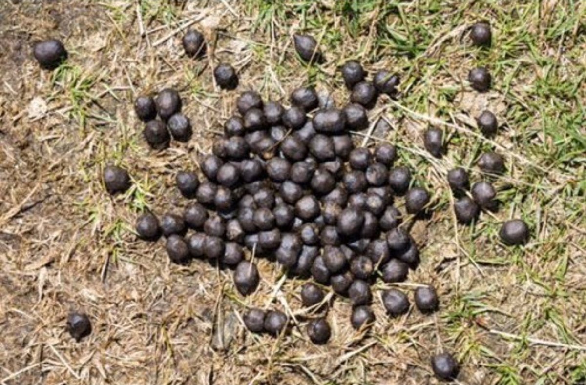 Mbakaza4L's tweet photo. This low-resolution photo of goat poop will get more likes than the Israeli flag. https://t.co/VPgg54VLGA