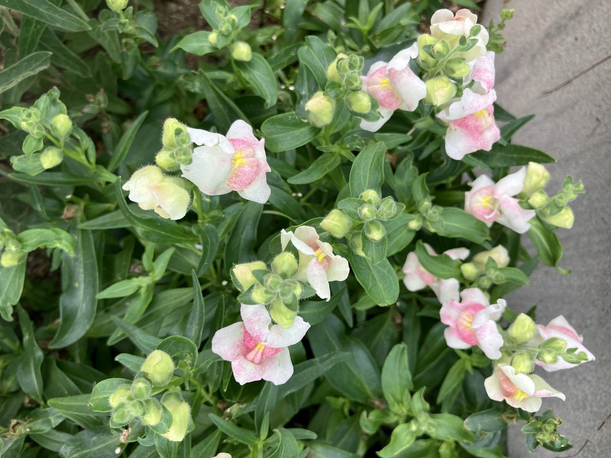 peaceCocoPPa's tweet photo. 庭花記録③ https://t.co/2vaeUIzatz