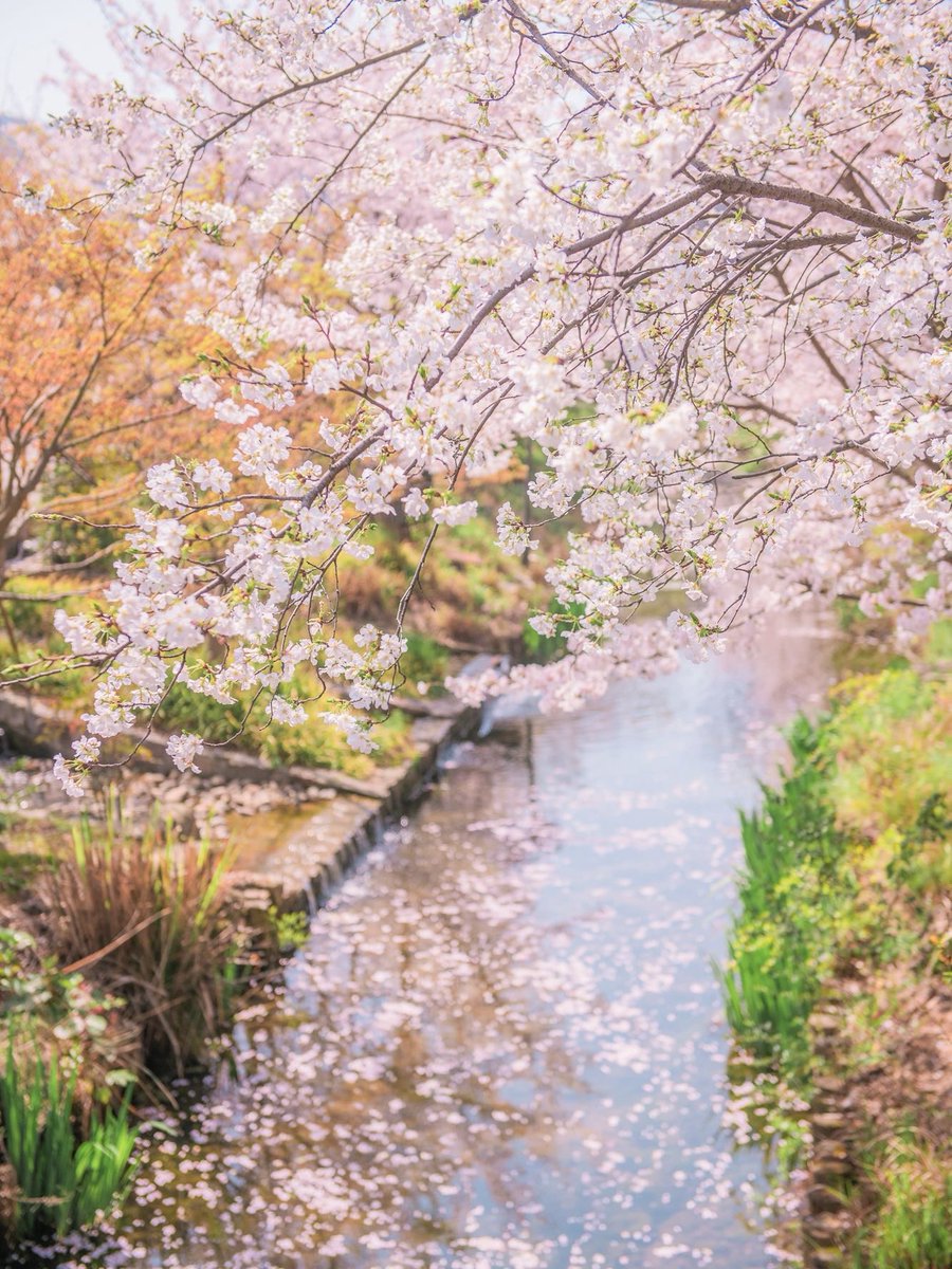 XxDeniseGeibxX's tweet photo. Just stepped outside and wow—sunshine + cherry blossoms = peak spring vibes! Perfect day for a walk with a coffee in hand ， https://t.co/LYIpFx072A