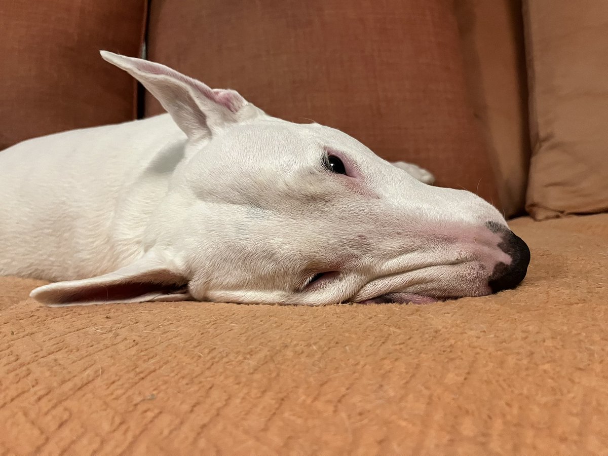 🐶 NELSON tweet media