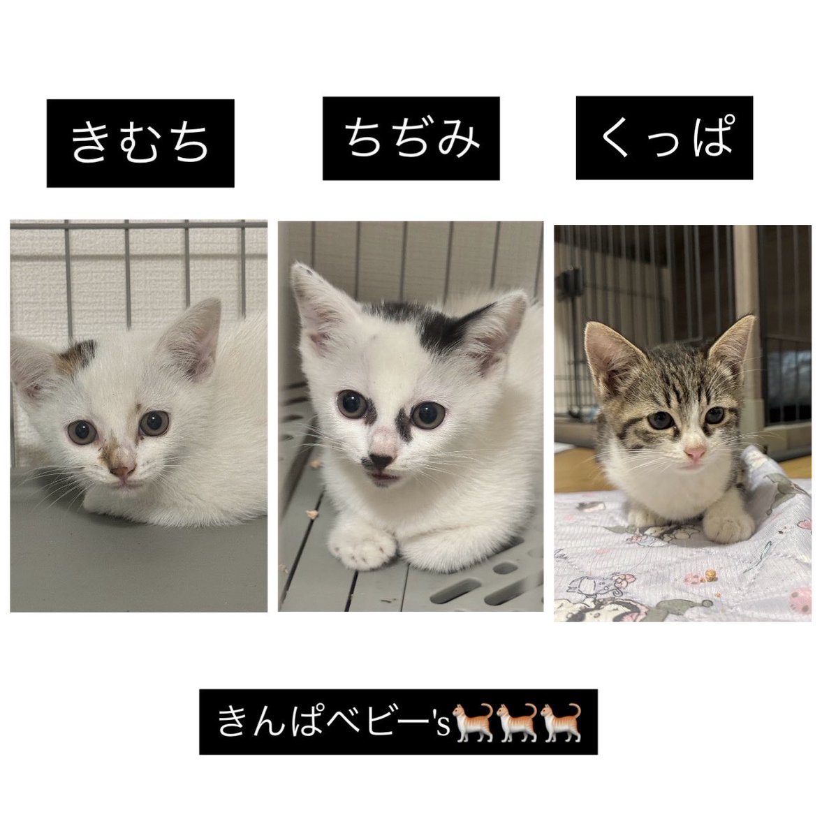 ___tmm3944's tweet photo. 猫は韓国料理縛り🤣
きんぱfamilyよろしくですっ✌︎ https://t.co/ceCgOX5eVO