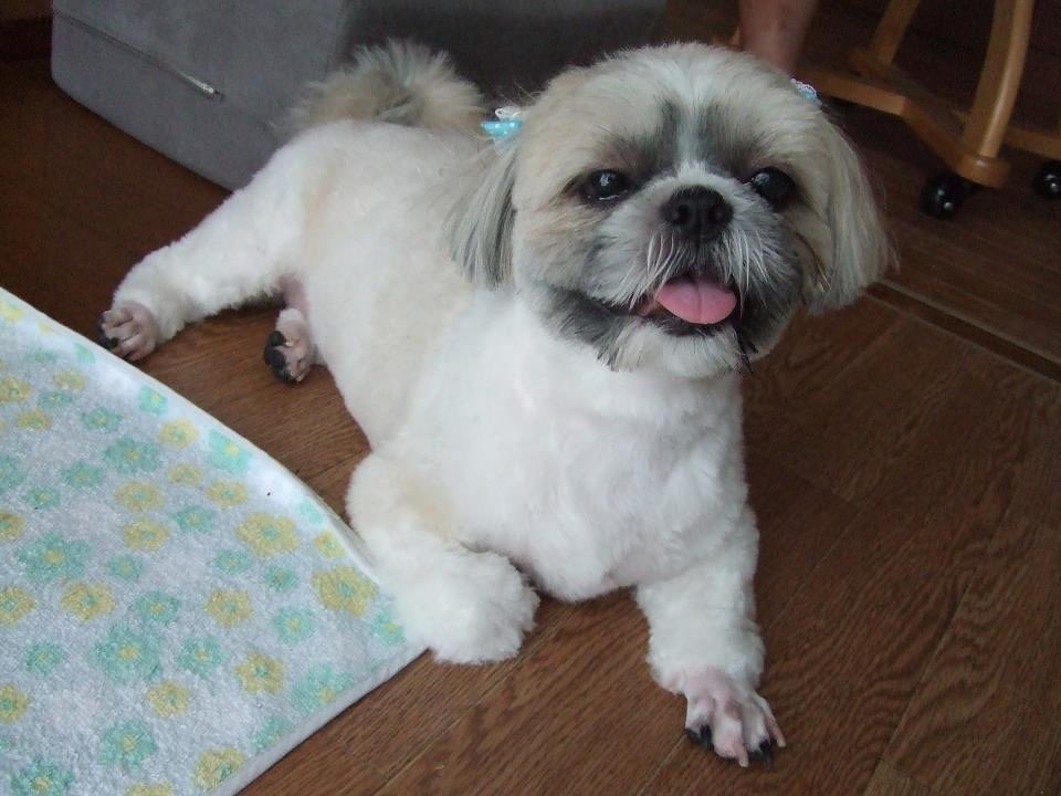 myryoku's tweet photo. ベロちらコレクション👅
お団子みたいな顔しちゃって🤣
#シーズー #秘密結社老犬倶楽部天国支部 https://t.co/oWJ7nHWcsB