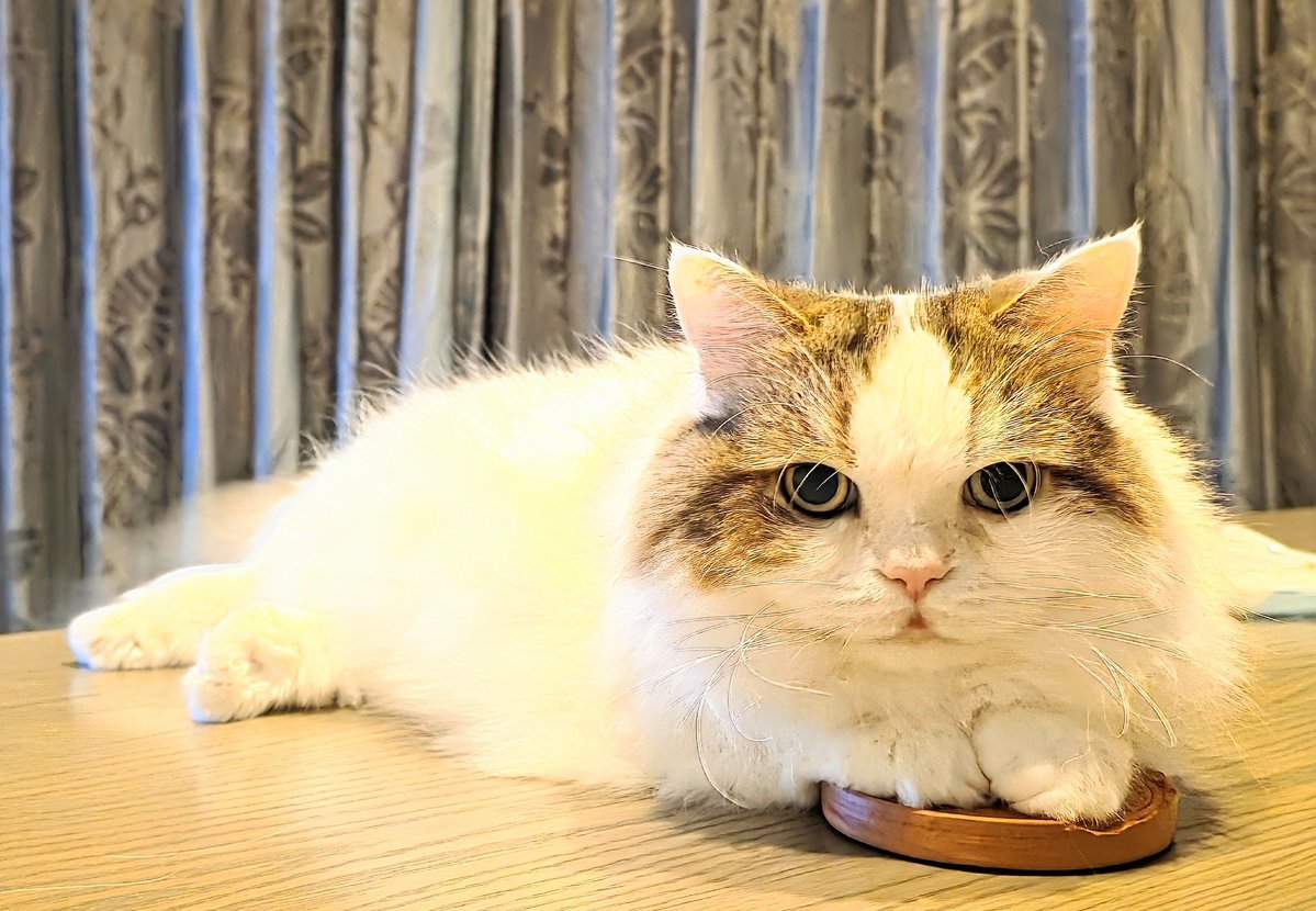 それはもしかして最近くれないボクの大好きなオヤツですね🤤 #猫