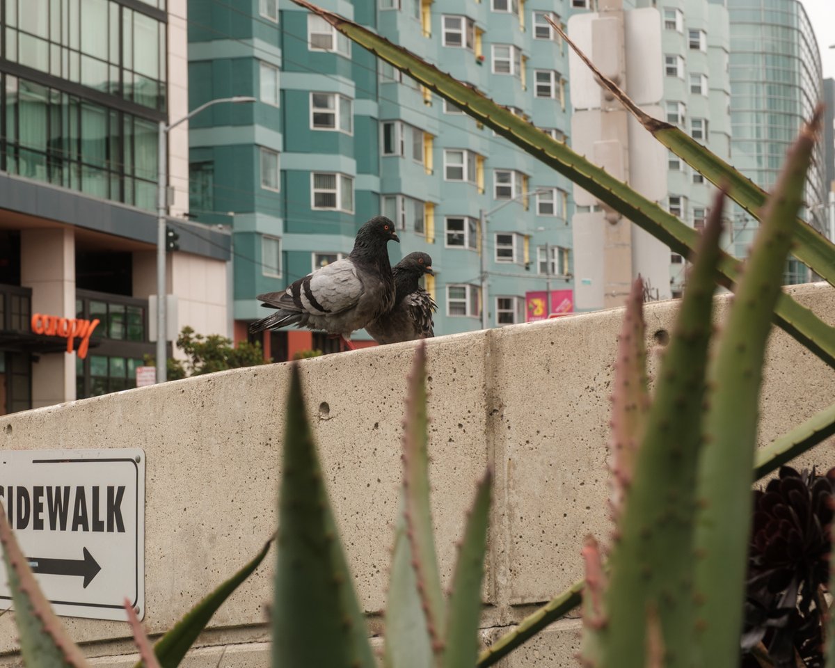 niktheuntamed's tweet photo. San Francisco streets https://t.co/63PoSxGc2t