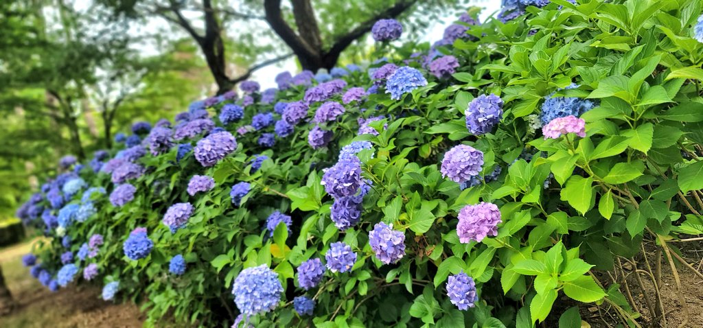 2002Tandt's tweet photo. すごい音がしてなんだ！？と思ったら飛行機✈️
紫陽花もキレイ✨ https://t.co/FbC5RmYhHc