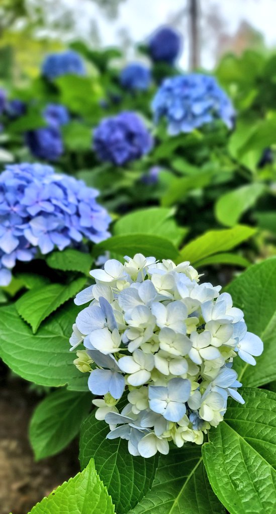 2002Tandt's tweet photo. すごい音がしてなんだ！？と思ったら飛行機✈️
紫陽花もキレイ✨ https://t.co/FbC5RmYhHc