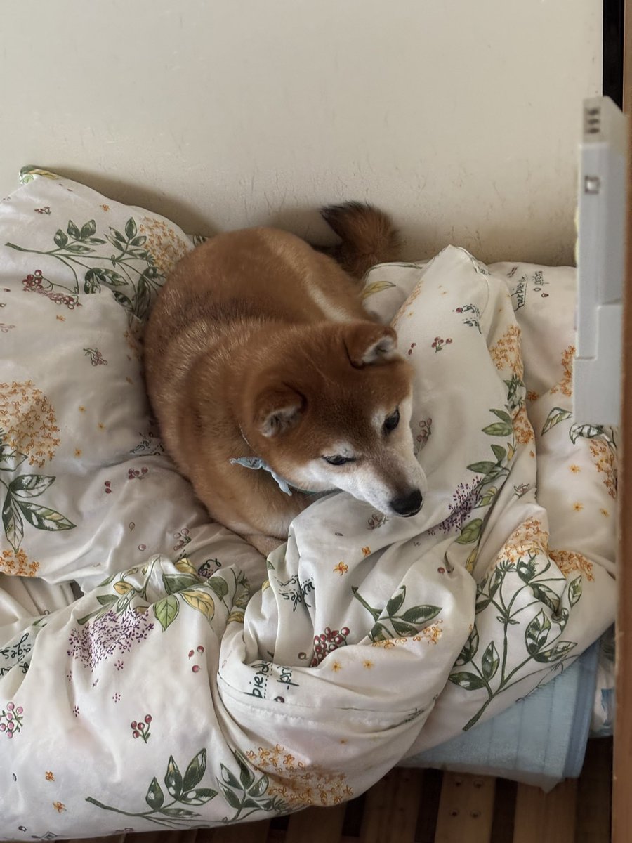 totchan1's tweet photo. お誕生日プレゼントを死守するイヌ🐶
#柴犬 #赤柴 #ハードガム #誕生日プレゼント #そんな怒らなくても取りませんよ https://t.co/SPN8S8yl2e