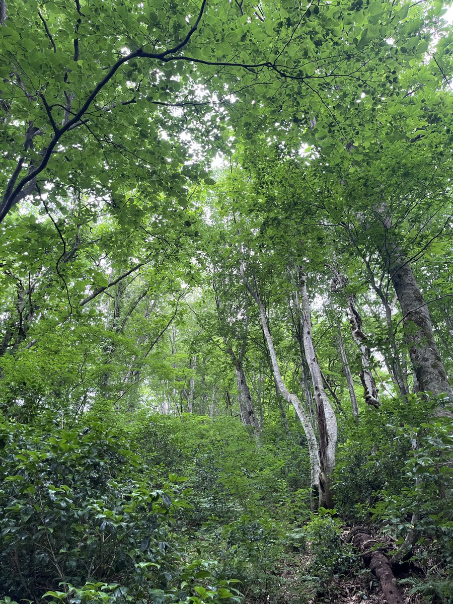 yamaterasu3's tweet photo. 汗ぬぐい
なお一歩踏む
夏の峰

山照　心の俳句 https://t.co/sXr23CD2VS