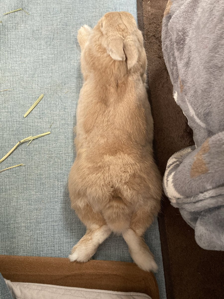 pecomaru's tweet photo. まっすぐモナカは今日も元気🐰

#rabbit
#うさぎのいる暮らし
#今日のモナカ https://t.co/kr4FO2uv4D