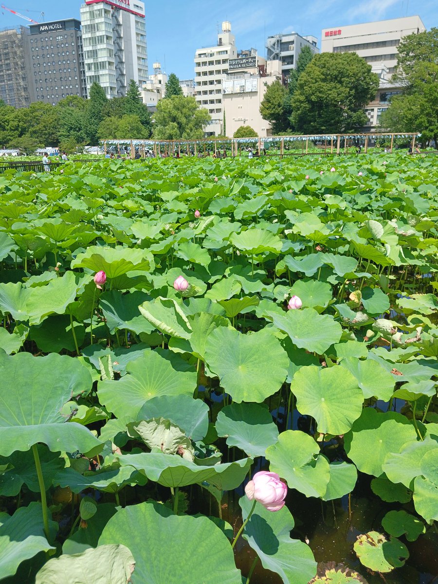 kenasics's tweet photo. 上野公園に行ってきました😀 https://t.co/DCW0NiIxuc