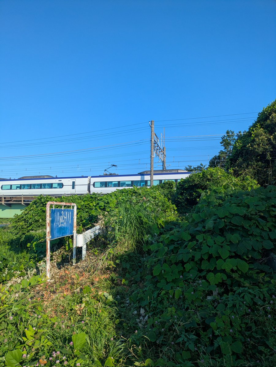 Soba8637's tweet photo. 中央線豊田～八王子の浅川橋梁
着いたらショバが自然に返ってて草だった
かろうじてギリ通れるのと、立ち位置付近は整備されてて問題無く撮れるが… https://t.co/BXf8uyArxC