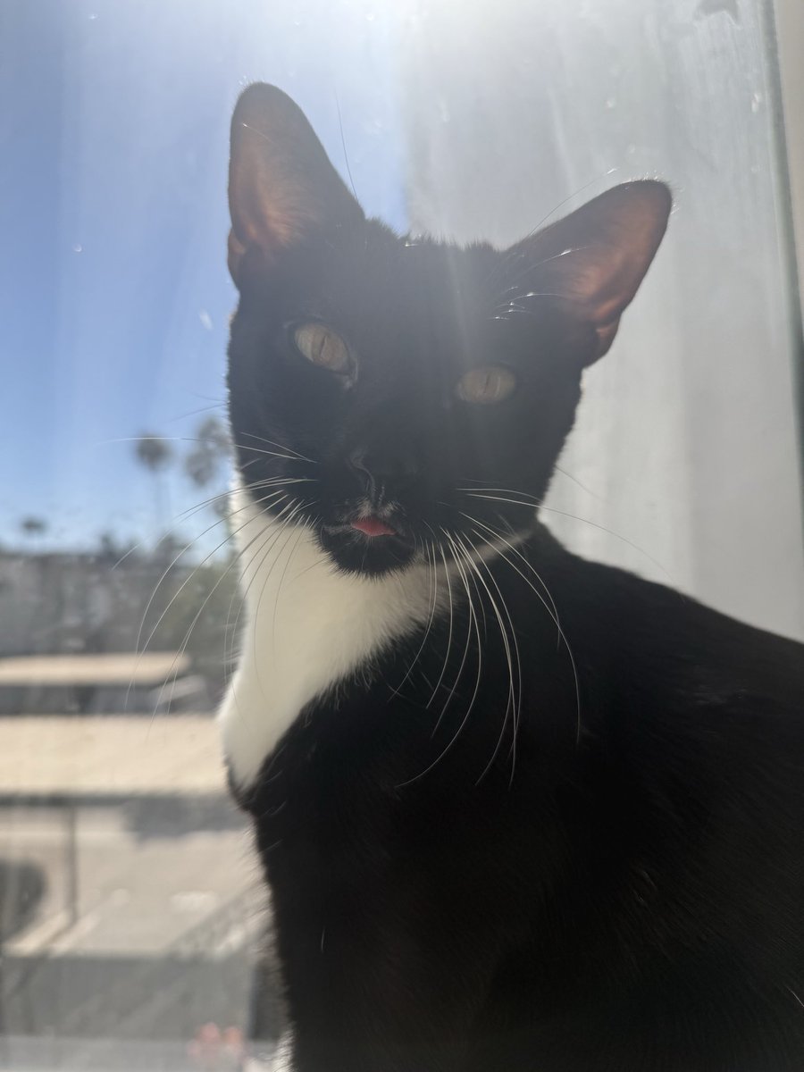 KALANICOIN's tweet photo. My cat has spoken 🐱🔒

She said buy $KLN. Who am I to argue.

#Solana #crypto #KLN #cryptocommunity #cattoken https://t.co/gnOekoSK0a