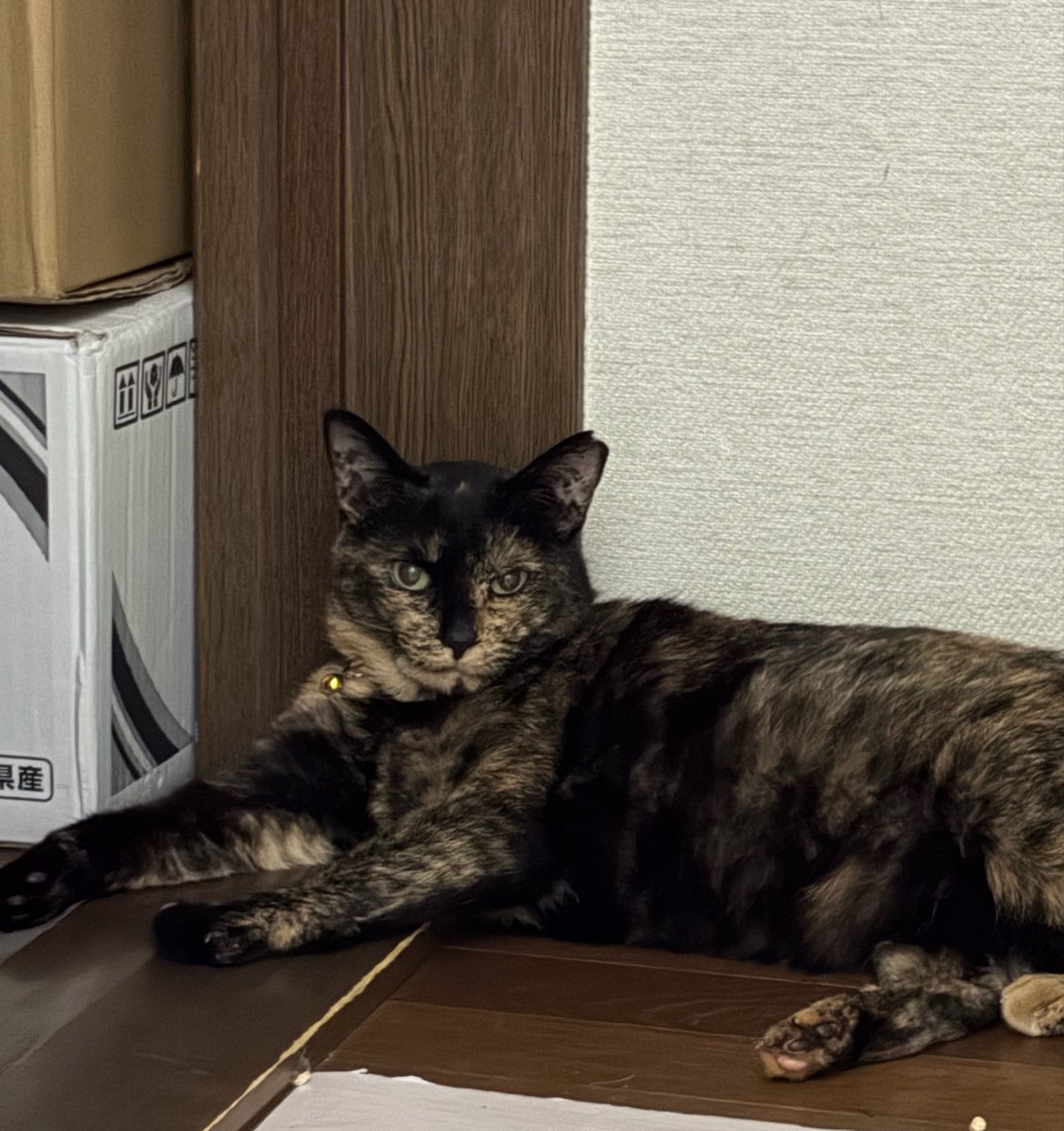 naru_mfg's tweet photo. ぽんちゃんが家の廊下で寝始めたら夏始まったなぁって思う𓇼𓆡𓆉 ⋆ https://t.co/31LzpPc6ml