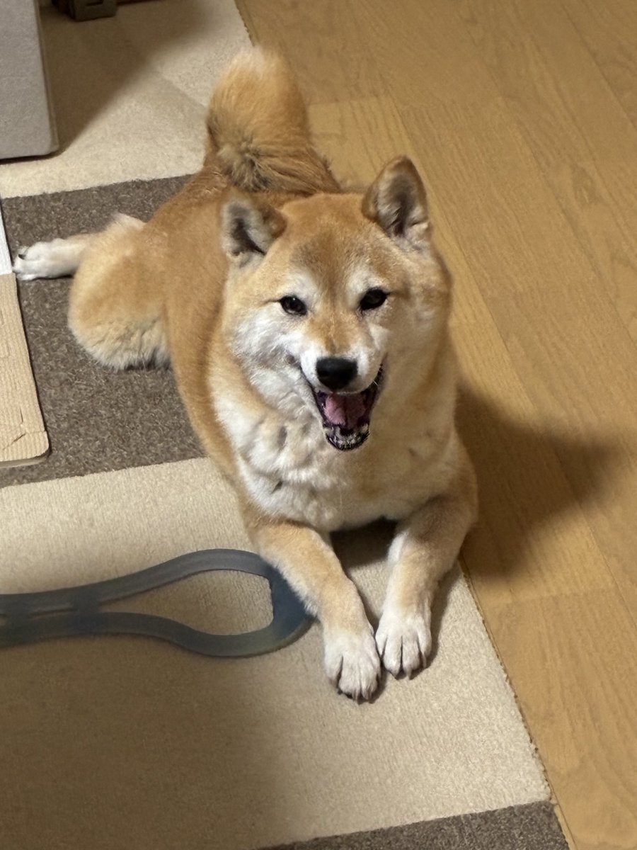 November_koyuki's tweet photo. @Rorone_Aran ま、任せて
いったん犬で茶濁し https://t.co/NtNoooBRzX
